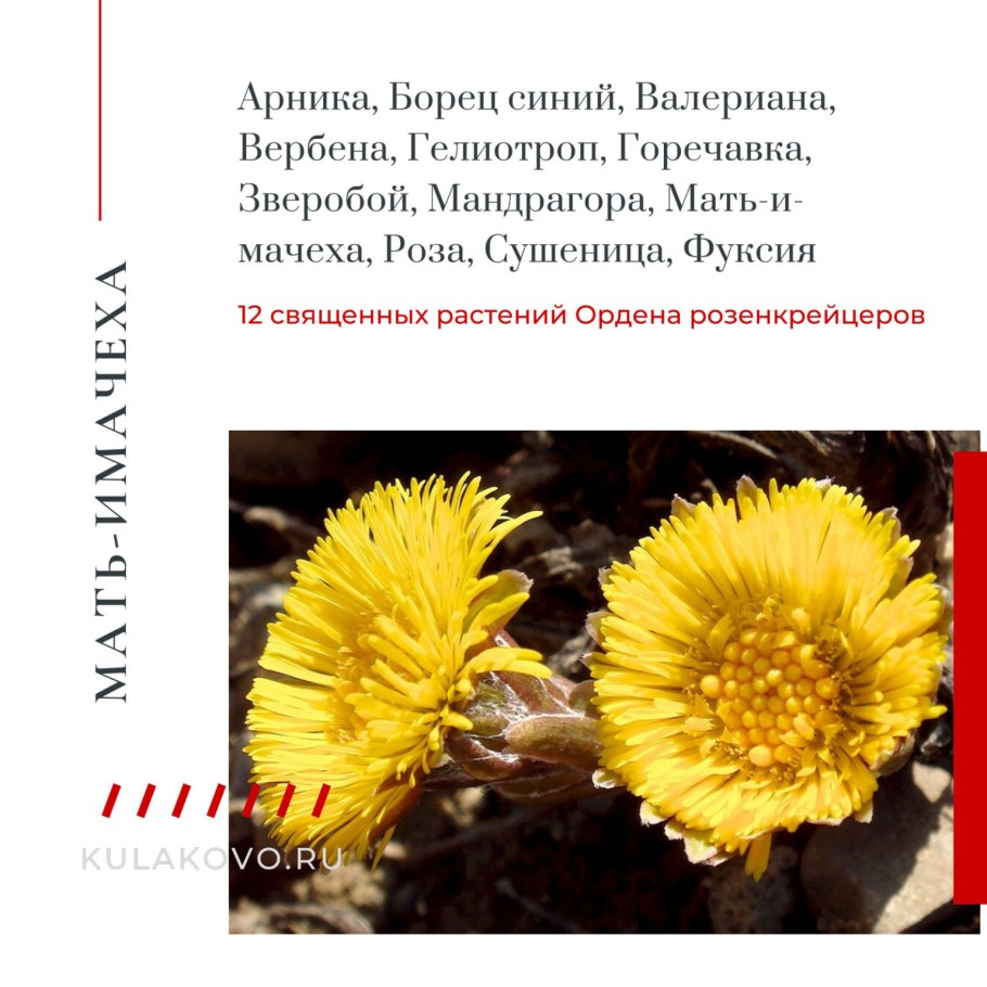 Мать и мачеха зверобой