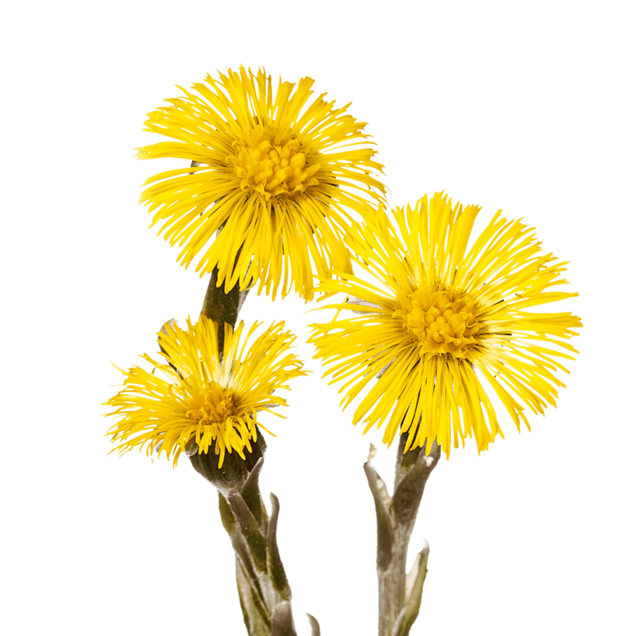 Мать и мачеха на белом фоне