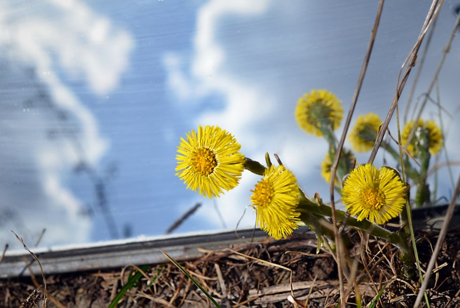 Мать и мачеха сбор