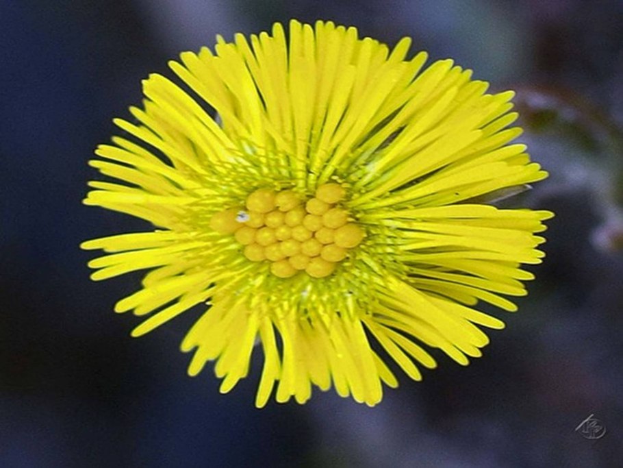 Мать и мачеха фильм