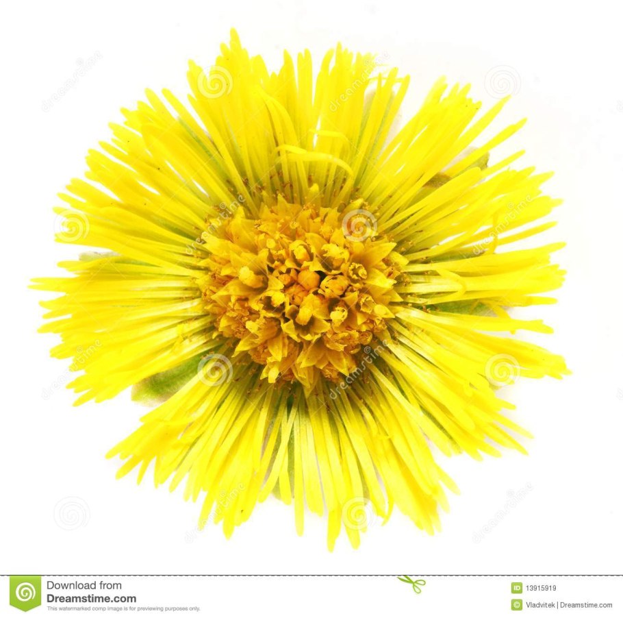 Мать и мачеха на прозрачном фоне