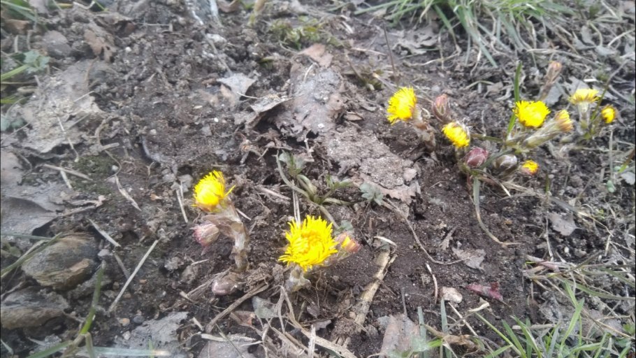 Мать и мачеха живопись