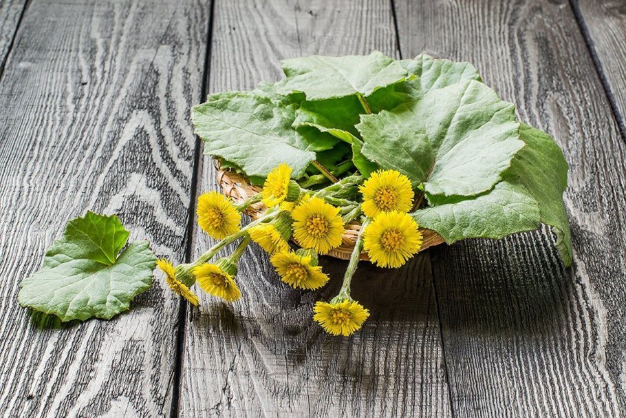 Мать и мачеха растение