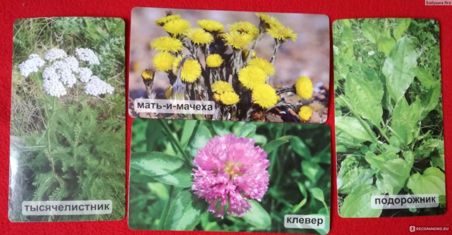 Мать и мачеха лист с двух сторон