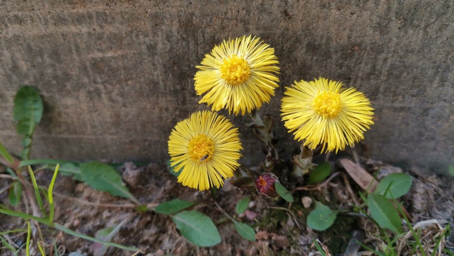 Мать и мачеха лекарственные препараты
