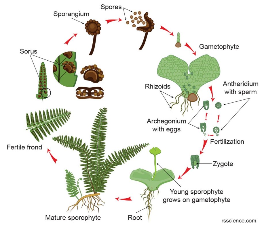 Внешнее строение плауна