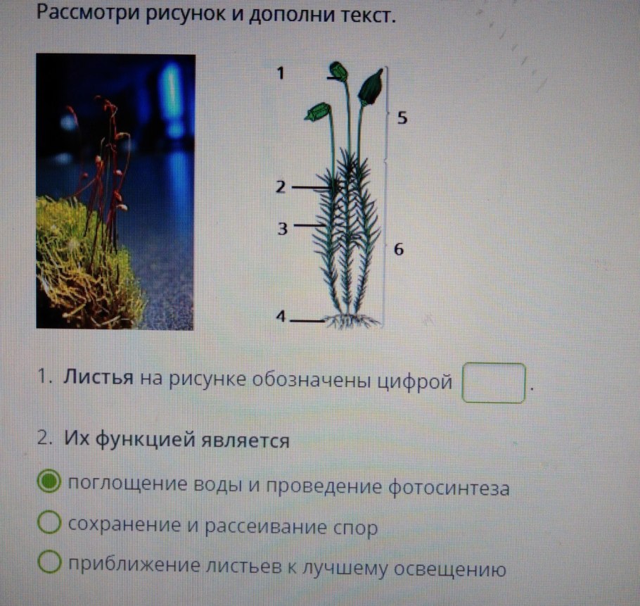 Лабораторная по биологии 6 класс