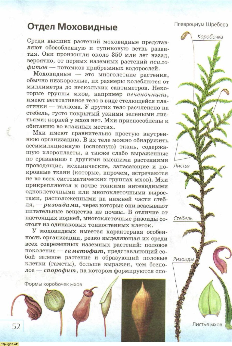 Хвощевидные весенние и летние побеги