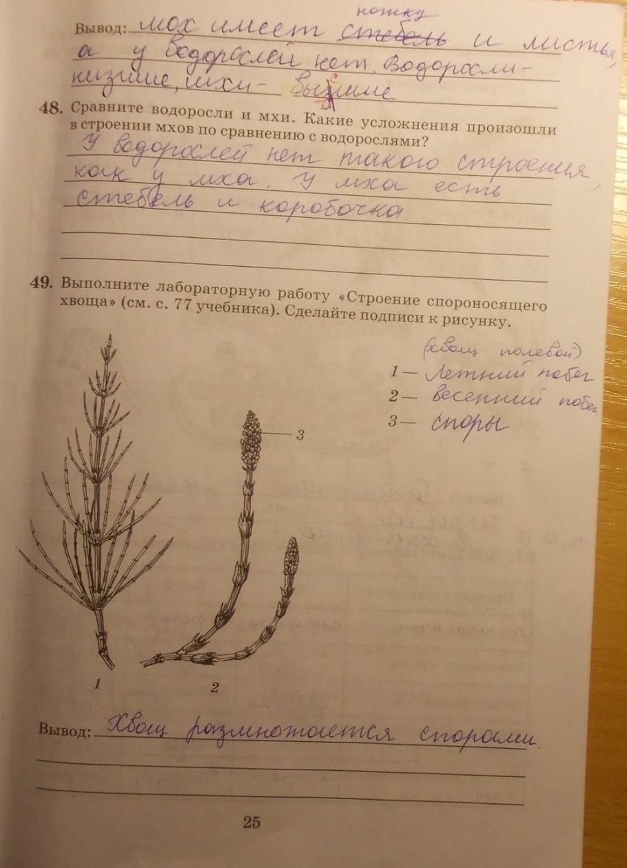 Сфагнум ризоиды