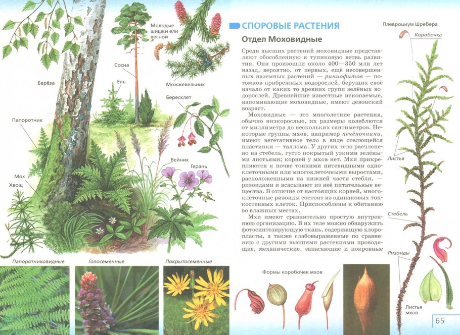 Папоротник Щитовник строе