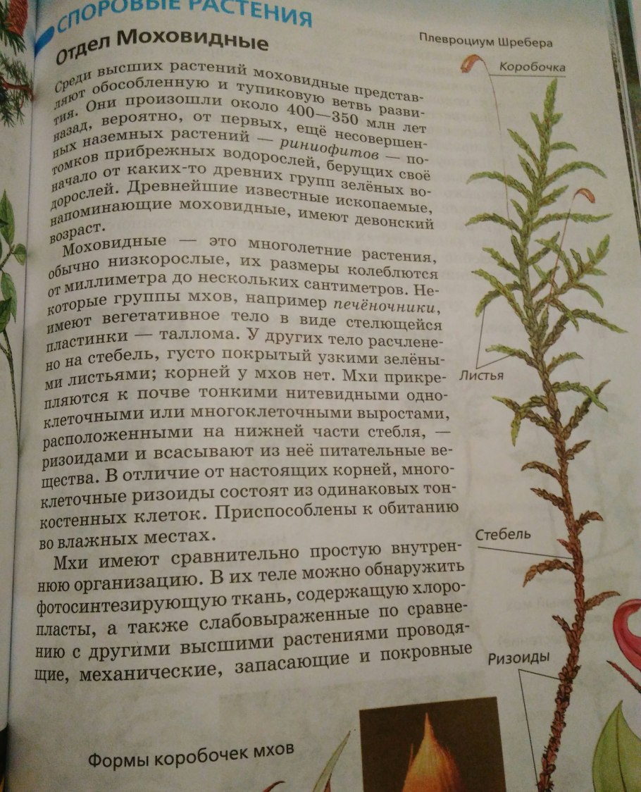 Папоротник Щитовник мужской строение