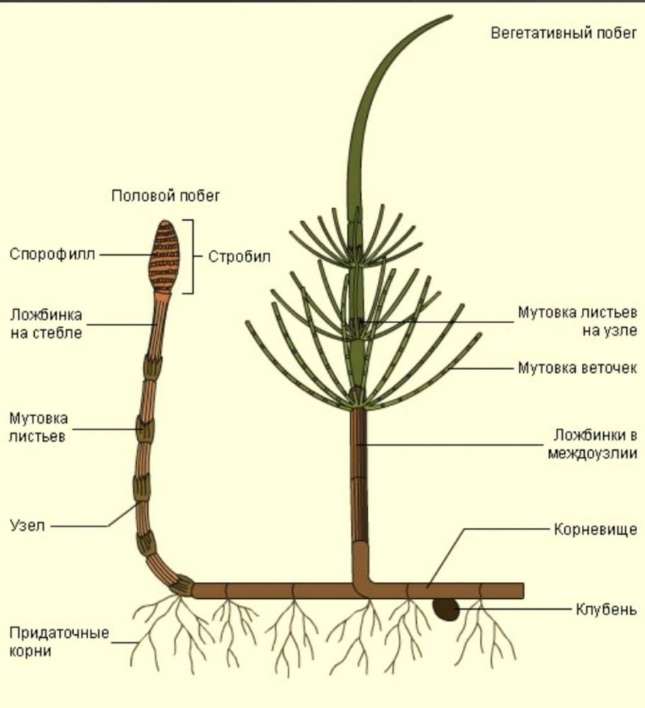Сравнение папоротников хвощей и плаунов таблица