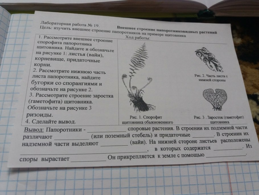 Листостебельные мхи представители