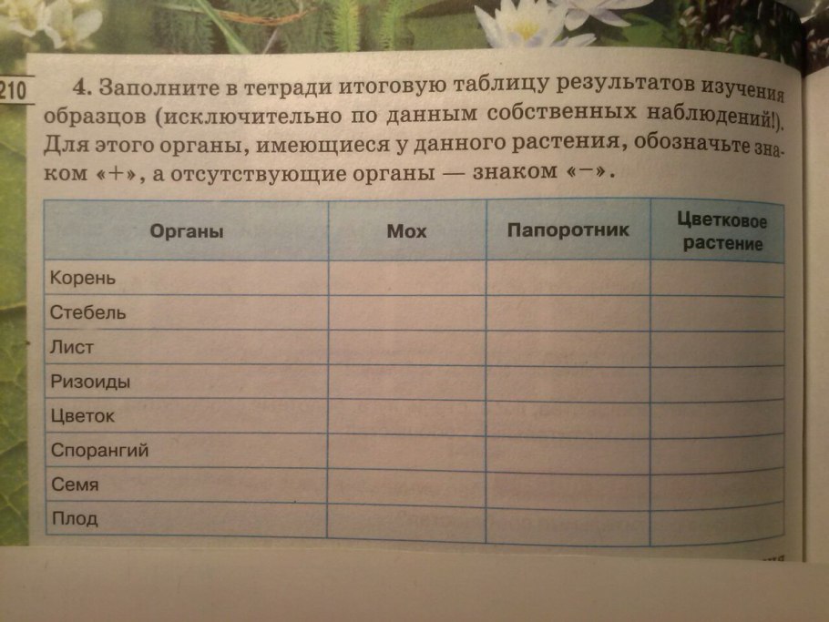 Цикл развития плауна булавовидного