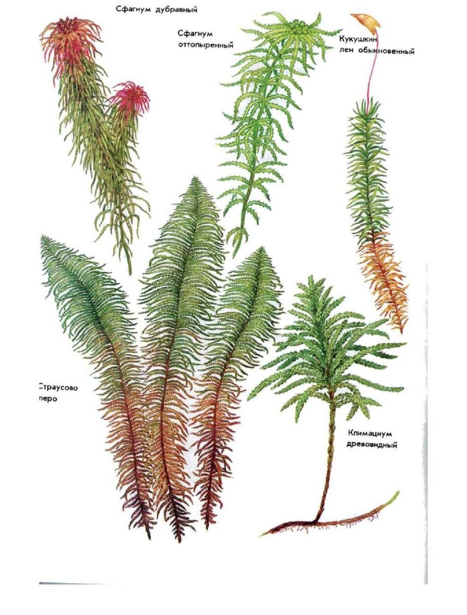 Моховидные растения характеристика