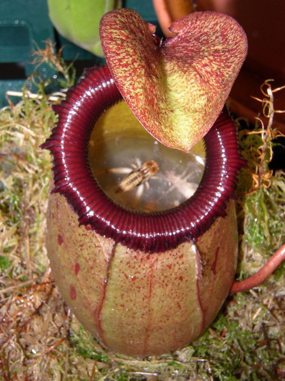 Непентес (Nepenthes)