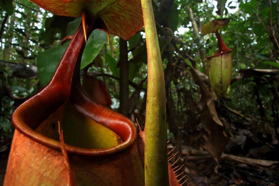 Nepenthes bokorensis