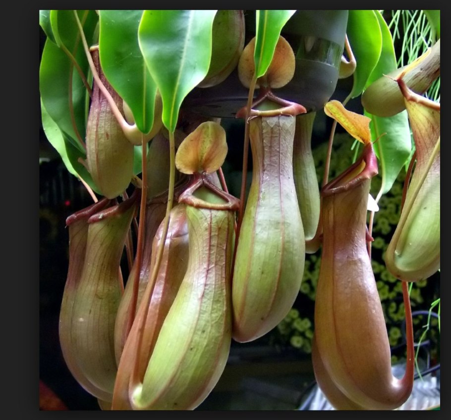 Непентес (Nepenthes)