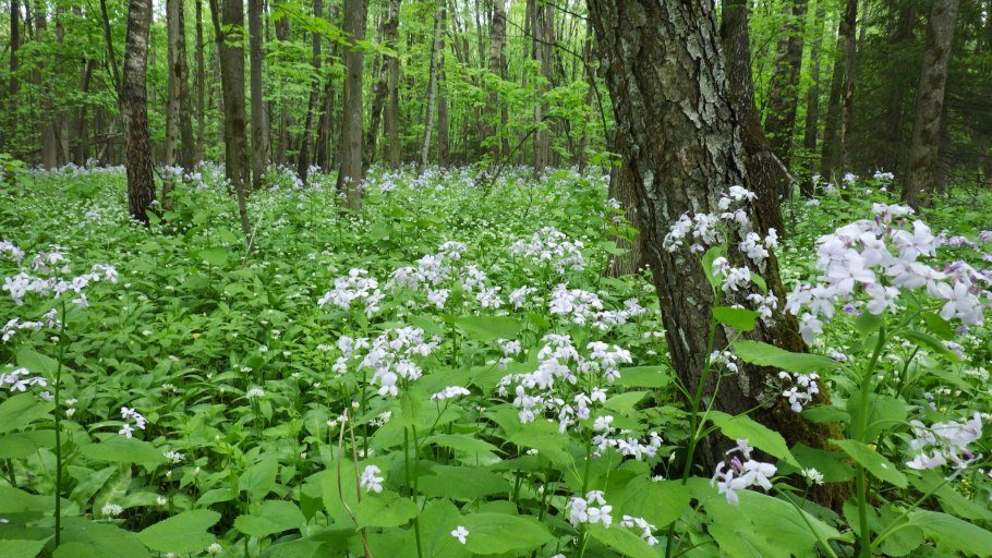 Лунник оживающий в лесу