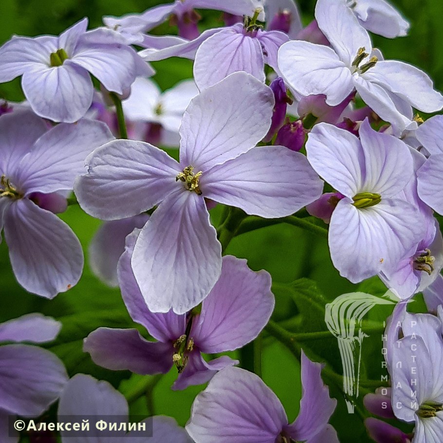 Лунник оживающий многолетний(цв.Голуб