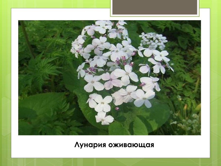 Лунария книга