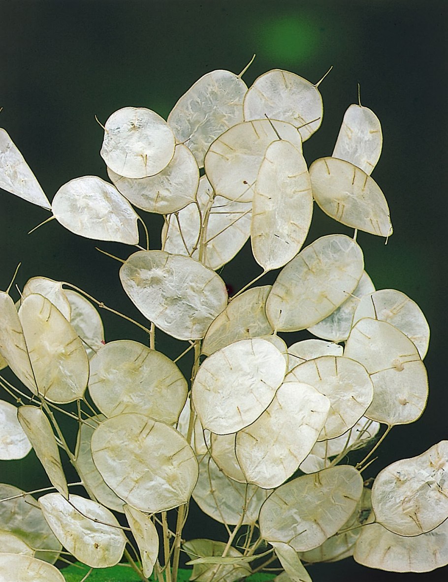 Lunaria annua Лунник однолетний