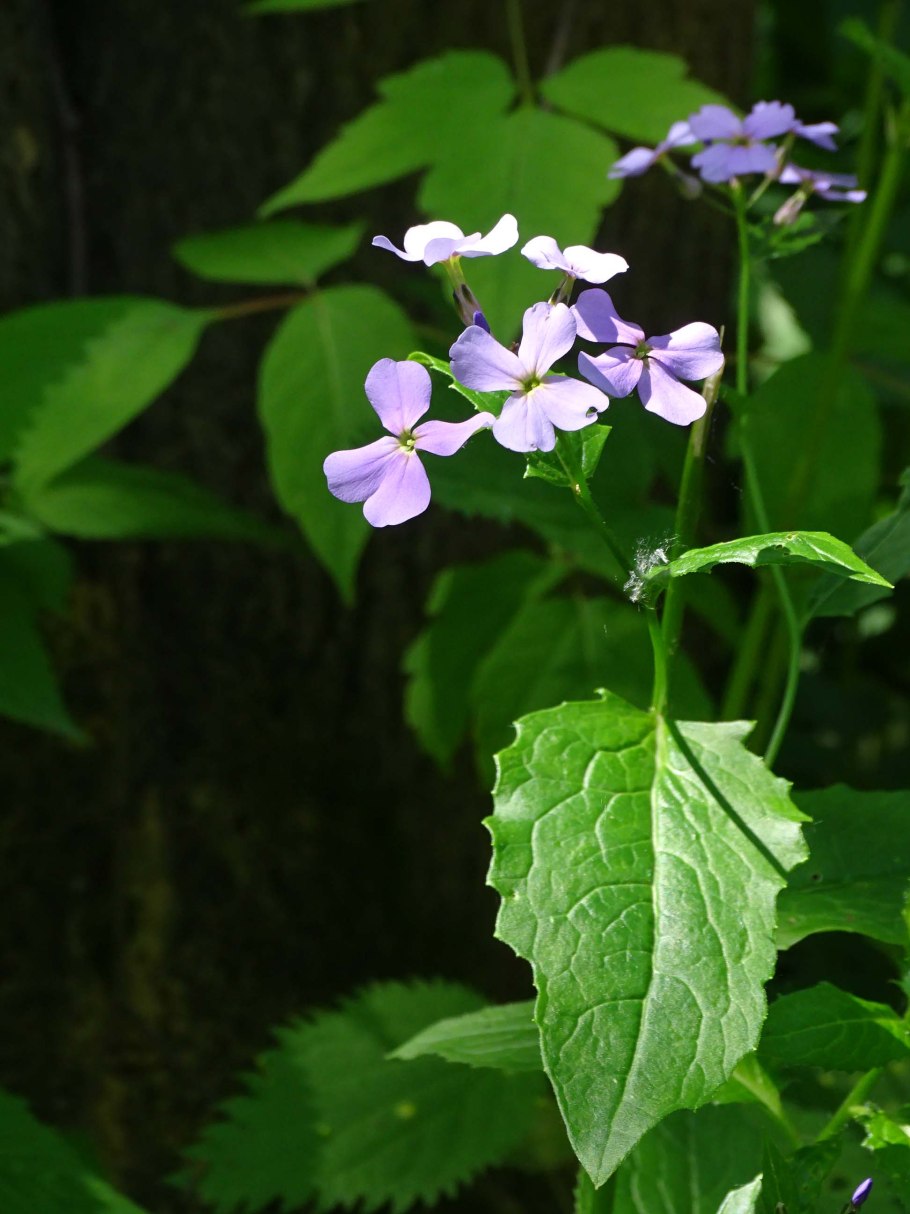 Лунария многолетняя зимостойкость
