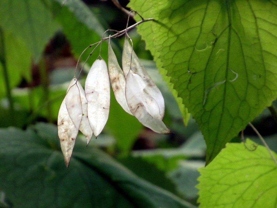Лунник оживающий
