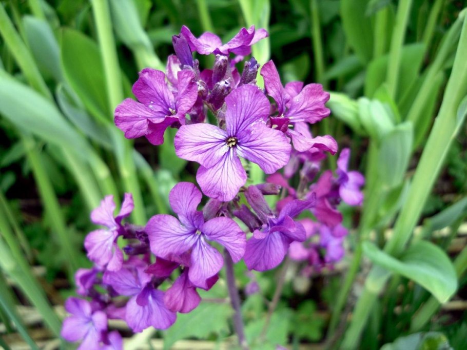 Лунария Лунник