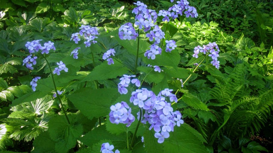 Лунник оживающий