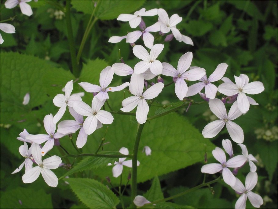 Лунария Rediviva