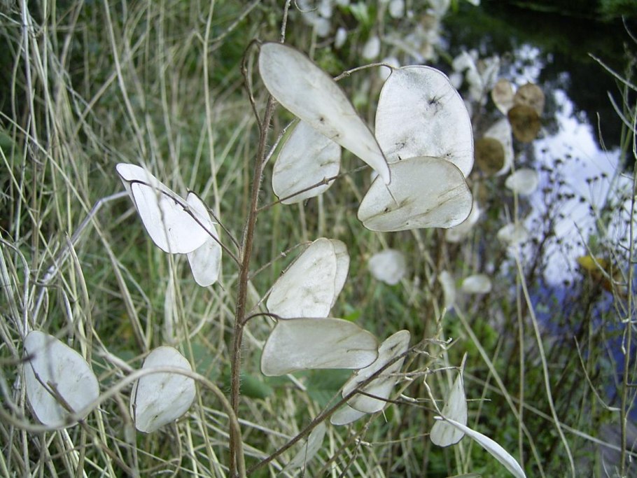 Фиалка Лунария