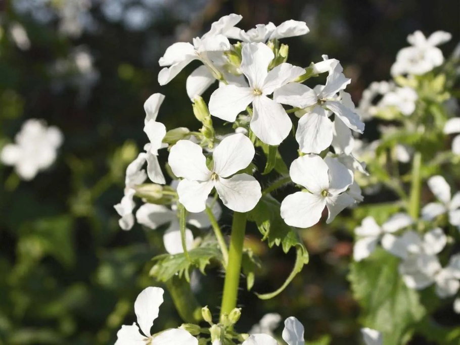 Лунное дерево растение