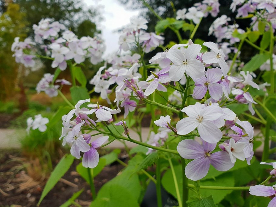 Лунник оживающий многолетний