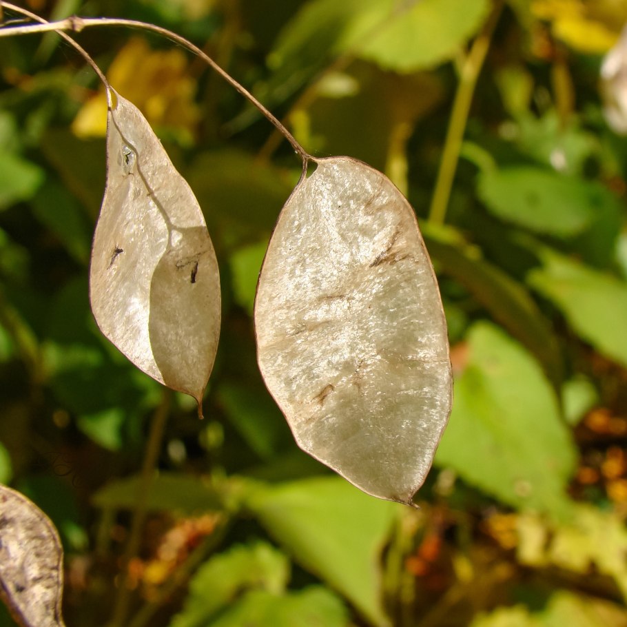 Лунник однолетний