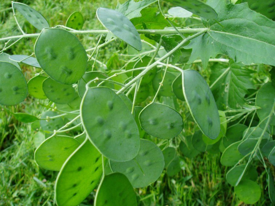 Лунник оживающий семена