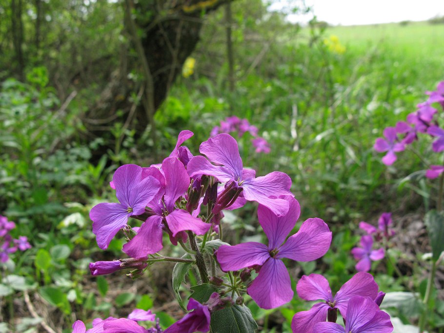 Крестоцветная Лунария