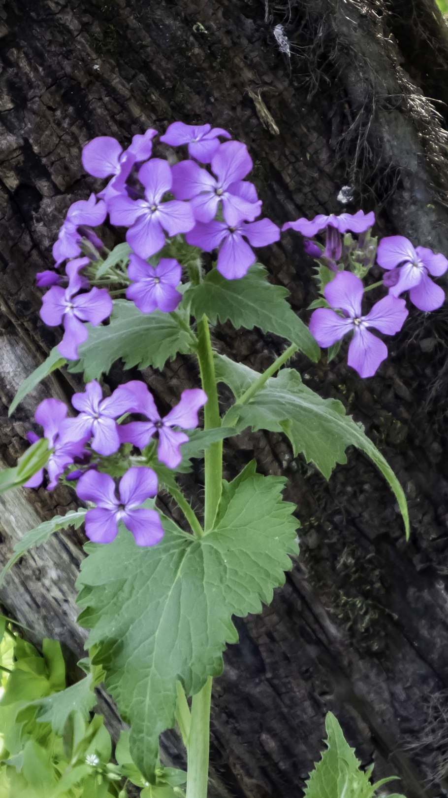 Лунария многолетний фиолетовый