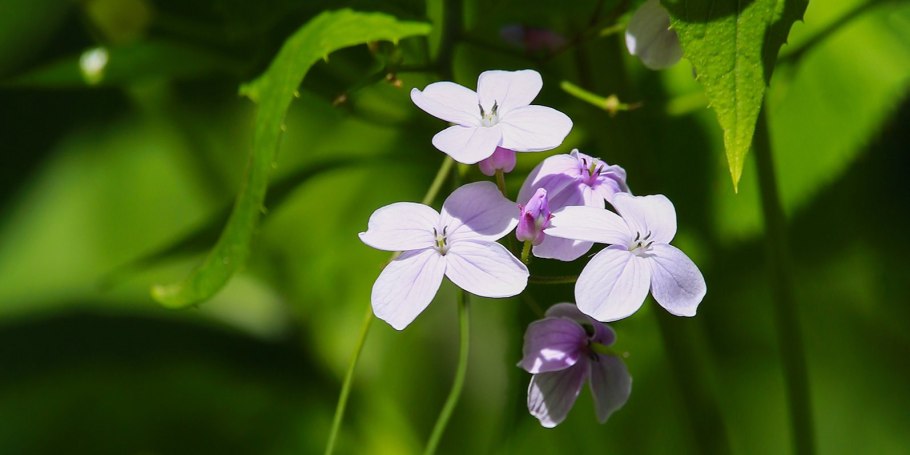 Лунник оживающий розовый