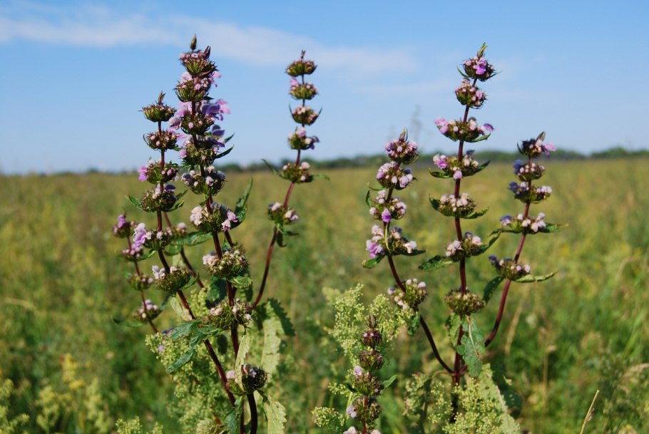 Зопник Phlomis russeliana