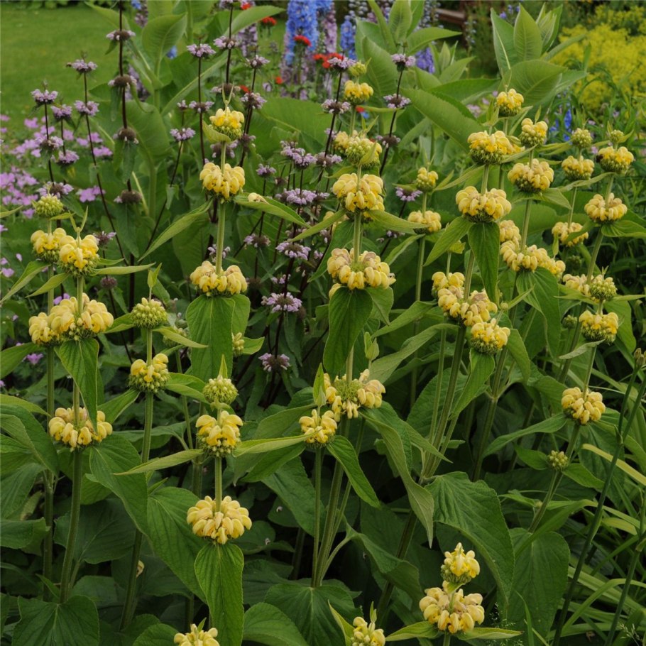 Phlomis russeliana