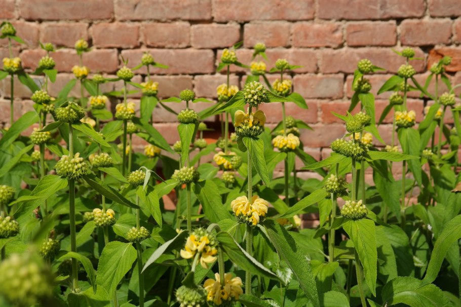 Зопник клубненосный (Phlomis tuberosa)