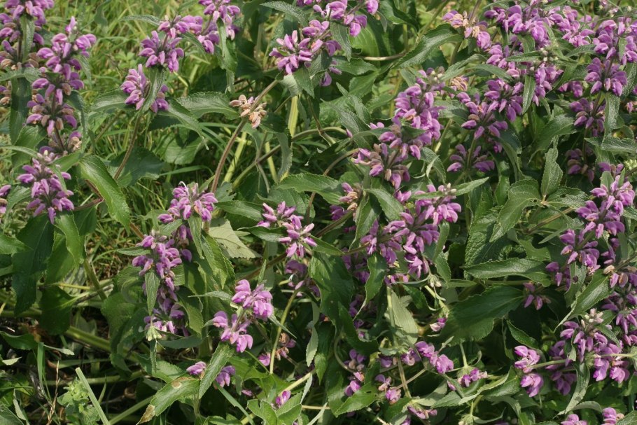 Зопник клубненосный (Phlomis tuberosa)
