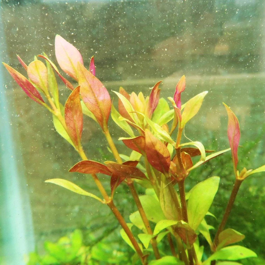 Anubias Alternanthera reineckii