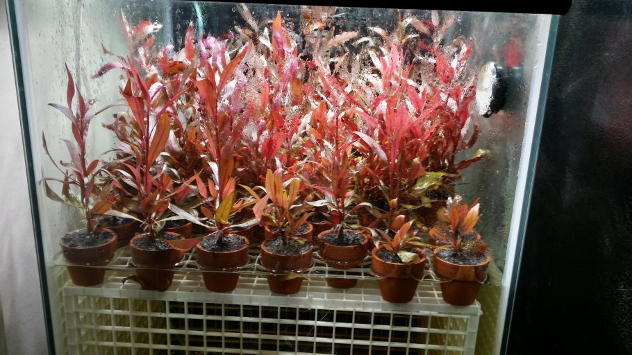 Alternanthera variegatus