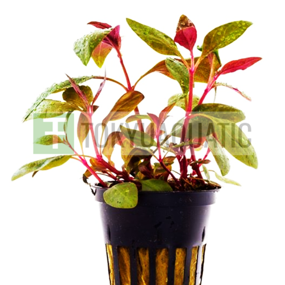 Alternanthera bettzickiana Red