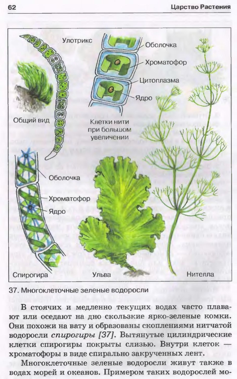 Зеленые водоросли биология