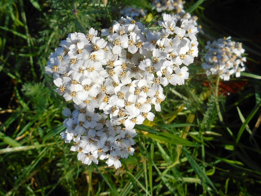 Валериана и тысячелистник