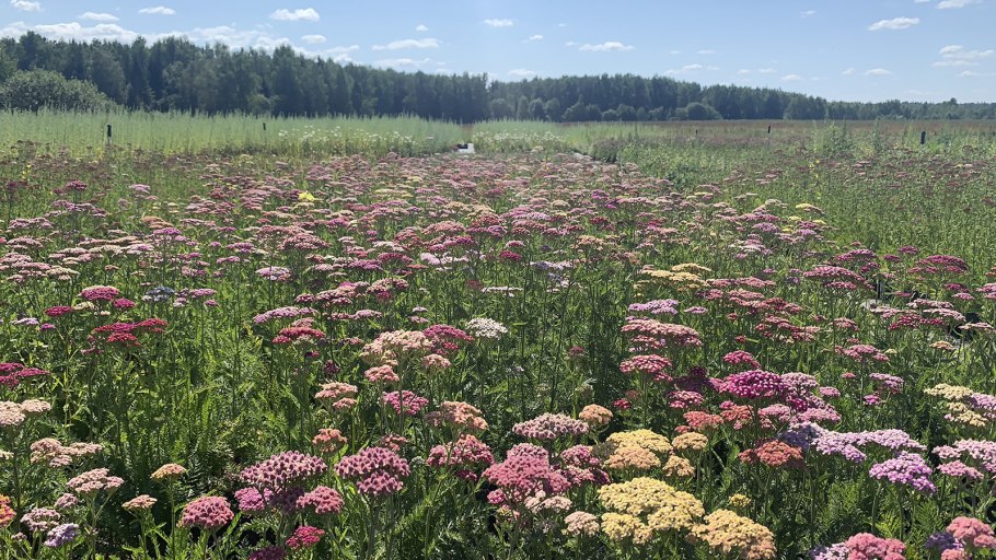 Тысячелистник Achillea 'Laura'