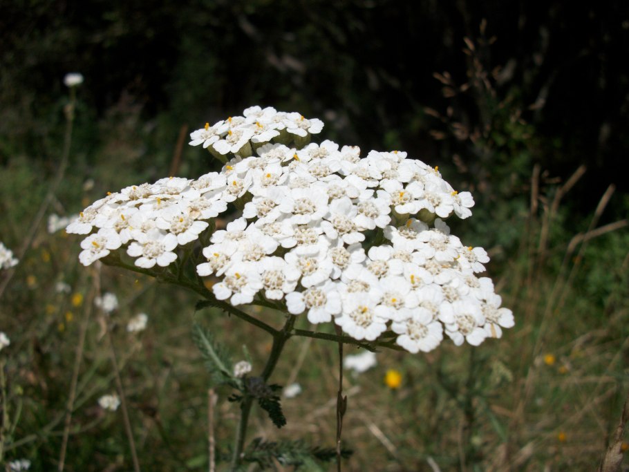 Achillea sibirica – тысячелистник Сибирский